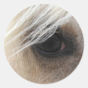 Palominohästöga Runt Klistermärke