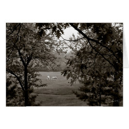 Palominos Framed in Oak Hälsningskort