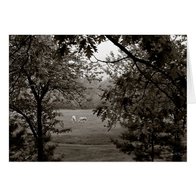 Palominos Framed in Oak Hälsningskort (Framsidan Horizontal)