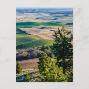 Palouse Land - Östra Washington Vykort