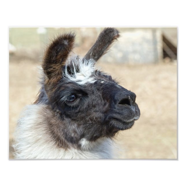 Päls Ansikte Fototryck (Framsidan)