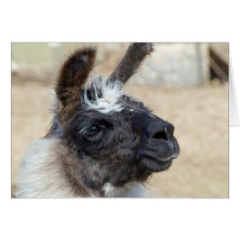 Päls Ansikte Hälsningskort