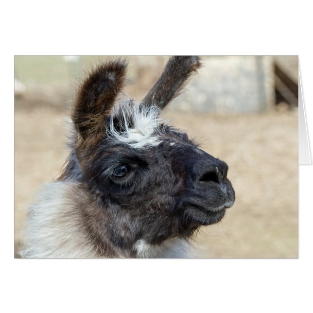 Päls Ansikte Hälsningskort (Framsidan Horizontal)