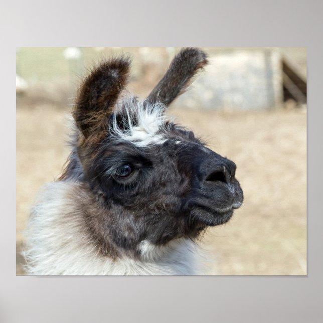 Päls Ansikte Poster (Framsidan)