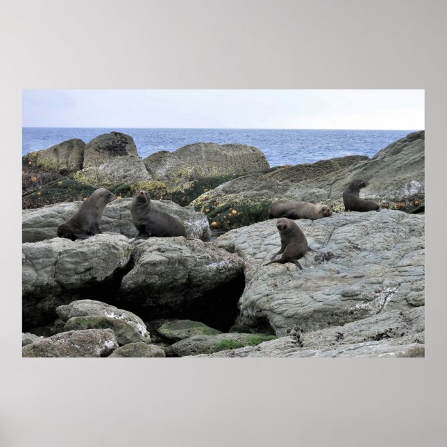 Päls Seal Gang Poster (Framsidan)