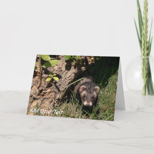 Päls Spädbarn. Sable Ferrets Helgkort (Framsida)