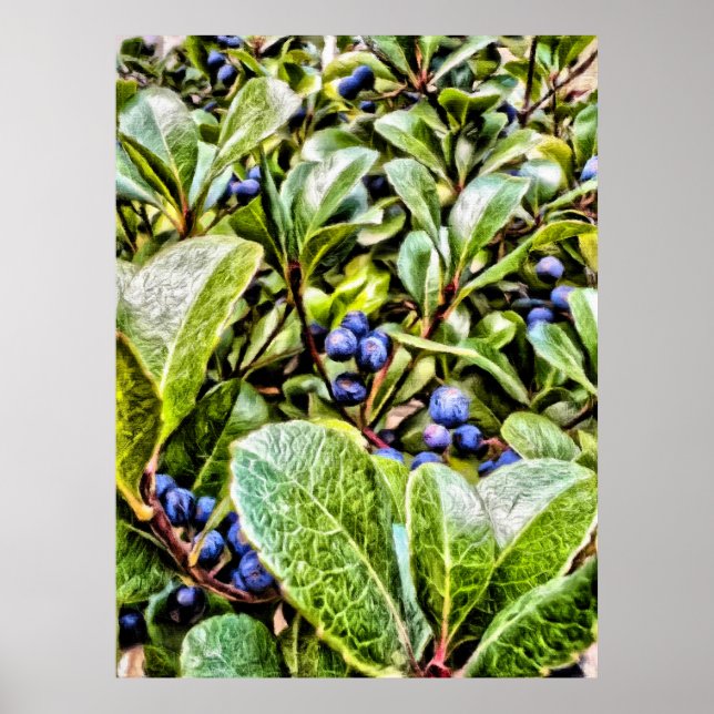 Pamela Storch - Blueberry Bush Sergranat Poster (Framsidan)