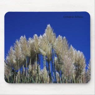 Pampas gräs Mousmat Musmatta