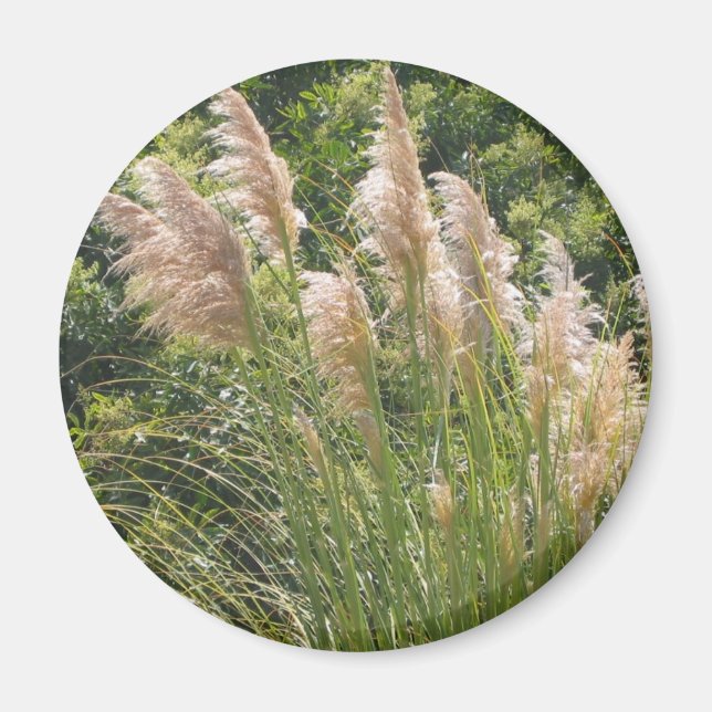 Pampas Grass Magnet (Framsidan)