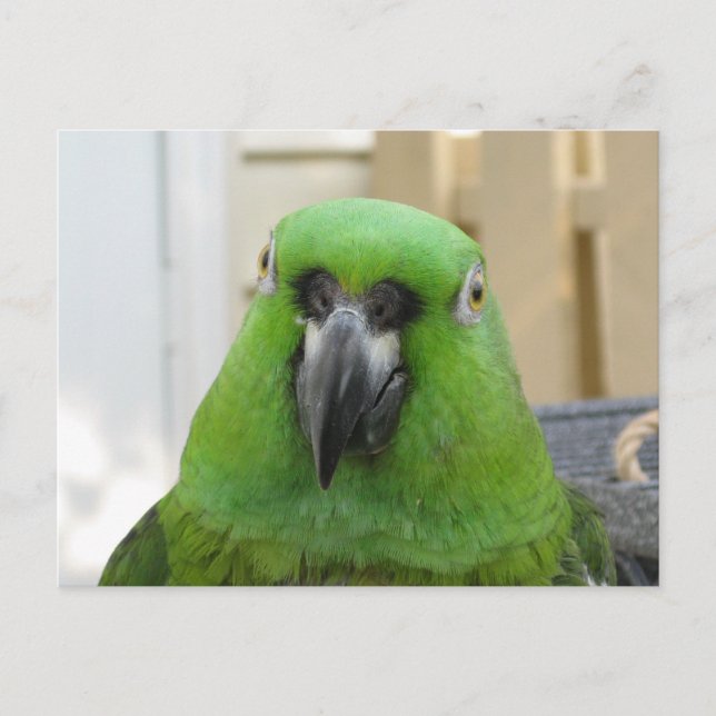 Panama Amazon Grönt Parrot-vykort Vykort (Framsida)