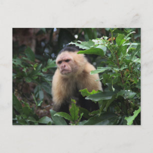 Panama, Capuchin Monkey i Jungle Vykort