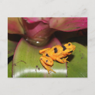 Panamanian Golden Frog # 1 Vykort