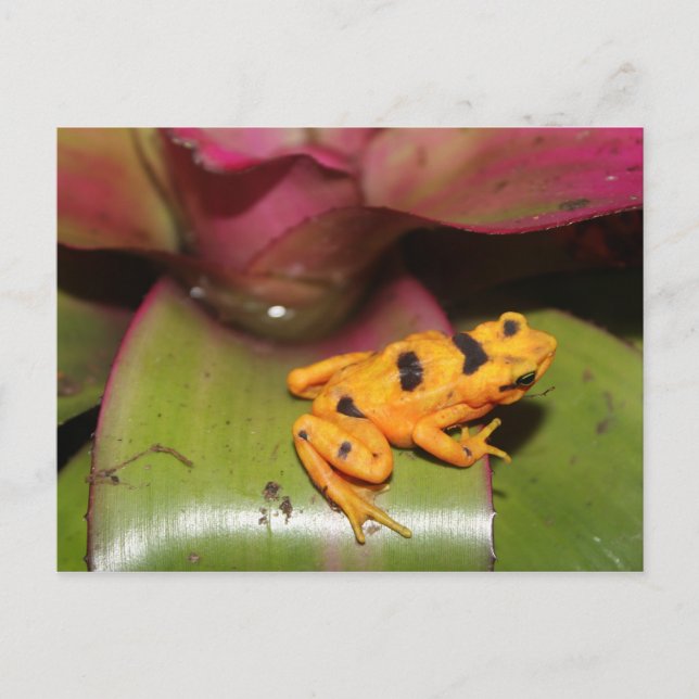 Panamanian Golden Frog # 1 Vykort (Framsida)