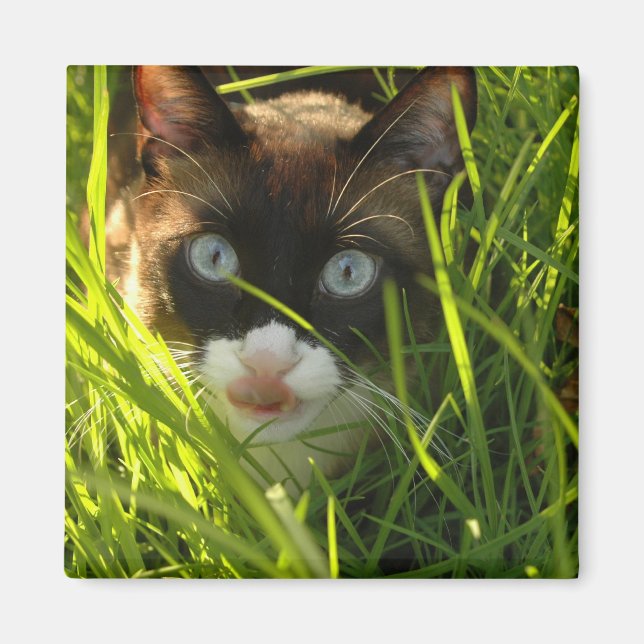 Pancake Magnet (Framsidan)