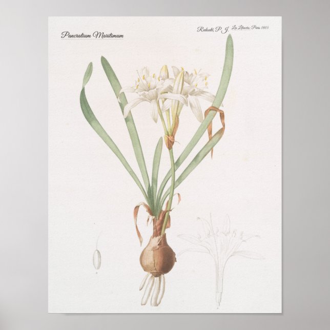 Pancratium Maritimum Poster (Framsidan)