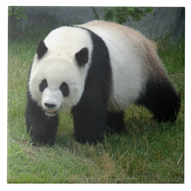 panda114 kakelplatta (Framsidan)