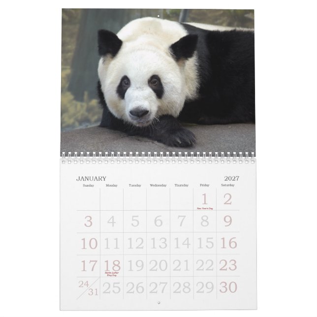 panda117 jätte- Pandabjörnar Kalender (Jan 2027)