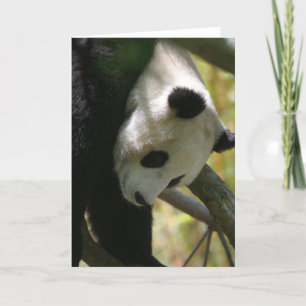 Panda #1 kort