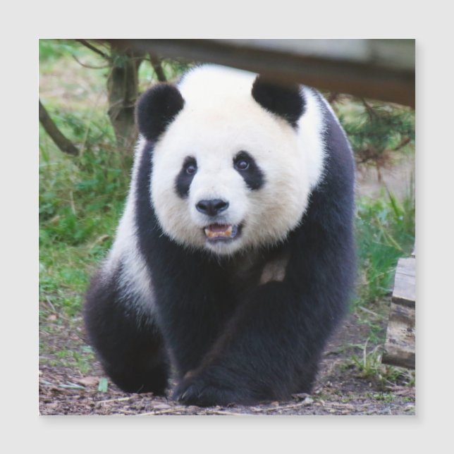 Panda_20190301_by_JAMFoto (Framsida)