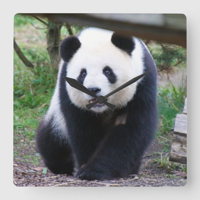 Panda_20190301_by_JAMFoto Fyrkantig Klocka (Framsida)