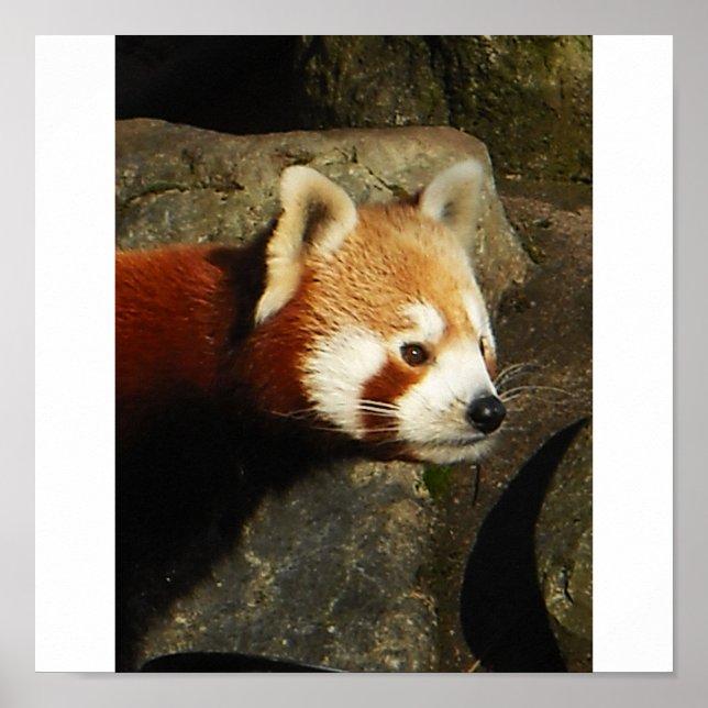 panda 3 poster (Framsidan)