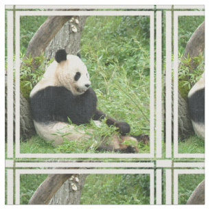 panda-4.jpg tyg