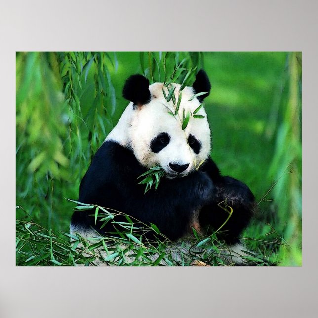 Panda Affischer Tryck - Panda som äter blad Affisc (Framsidan)