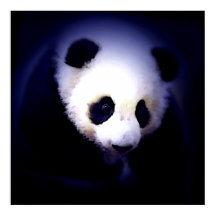 Panda ansikte affisch - Panda affischer tryck