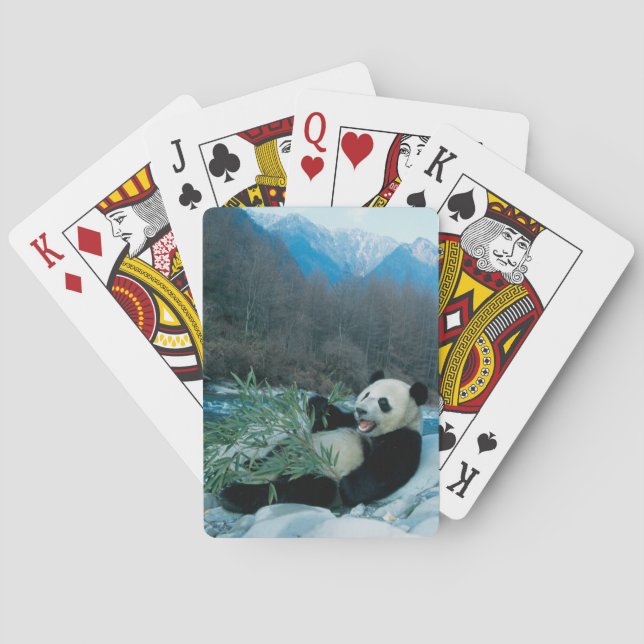 Panda ätbamboo by River Bank, Wolong, 2 Spelkort (Baksidan)