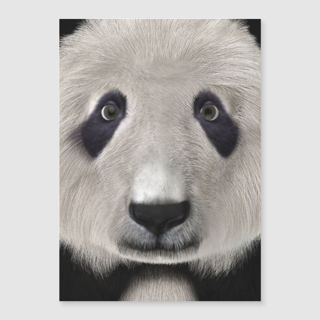 Panda Bear (Framsida)