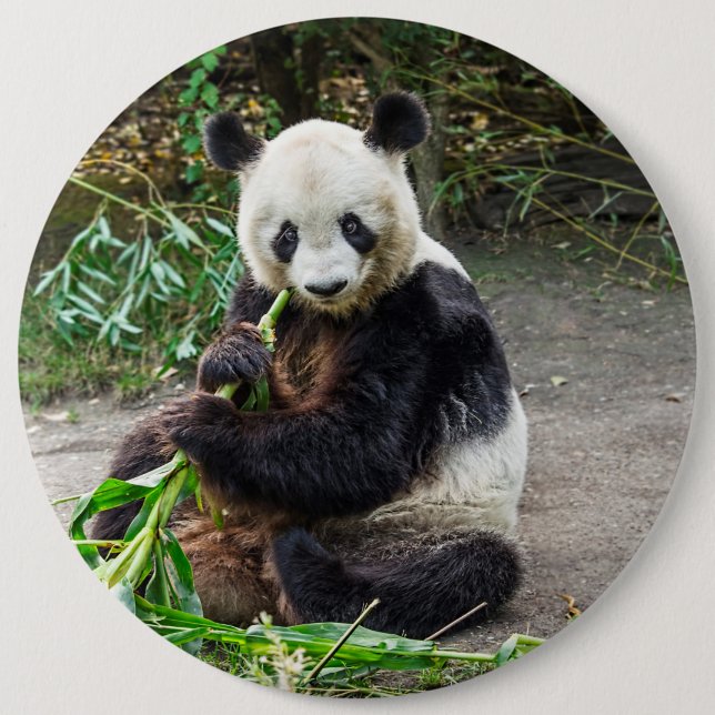 Panda Bear 1 Knapp (Framsida)