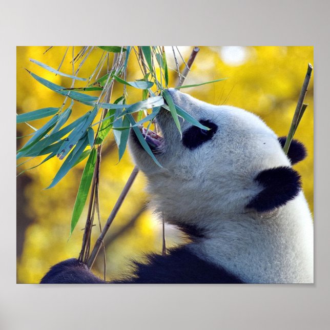 Panda Bear äter Bamboo Poster (Framsidan)