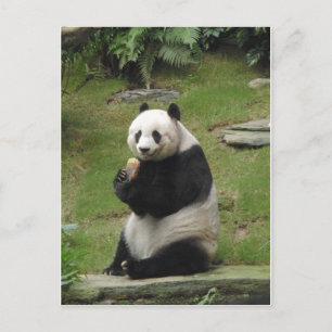 Panda Bear äter lite bamboo Vykort