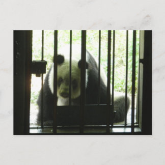 Panda Bear Behind Pub Vykort