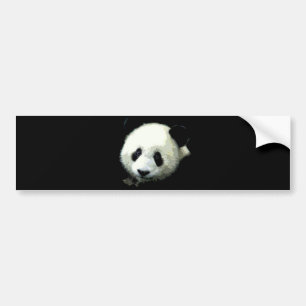Panda Bear Bildekal