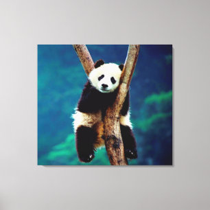 Panda Bear Canvastryck