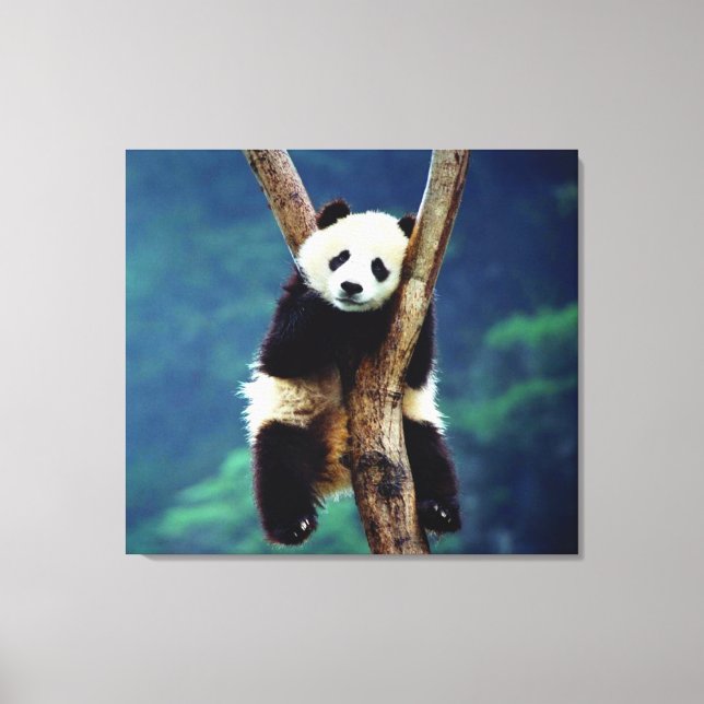 Panda Bear Canvastryck (Framsida)