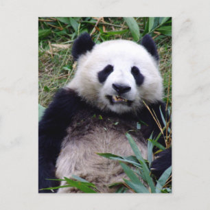 Panda Bear Grinning, Djur, China Vykort