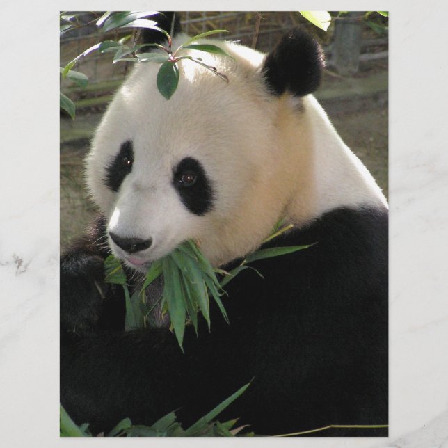 Panda Bear Hugs (Framsida)