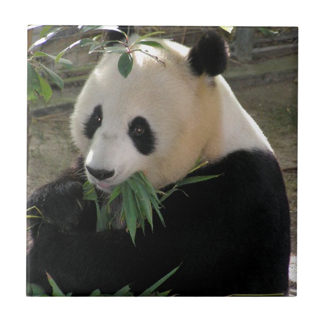 Panda Bear Hugs Kakelplatta (Framsidan)