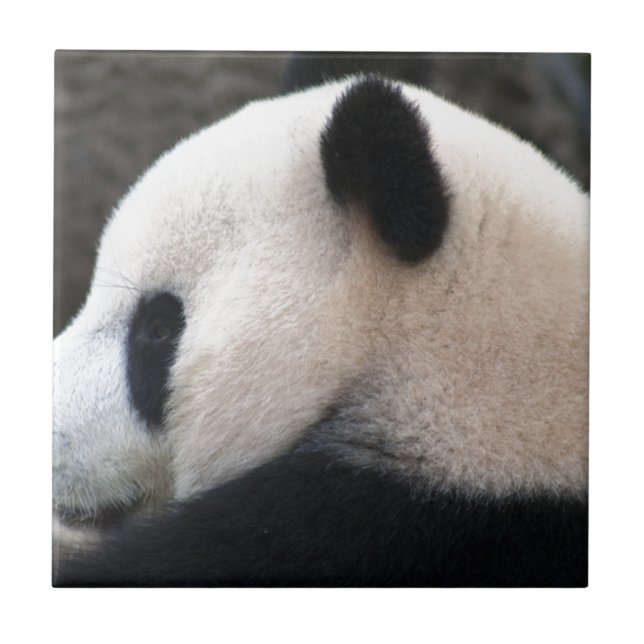 Panda Bear Hugs Kakelplatta (Framsidan)