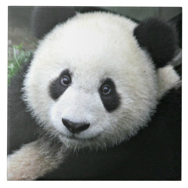 Panda Bear Kakelplatta (Framsidan)
