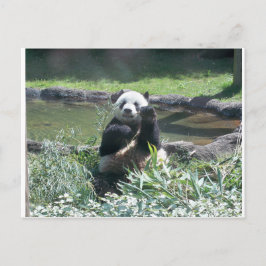 Panda Bear Memphis Zoo Postcard Vykort