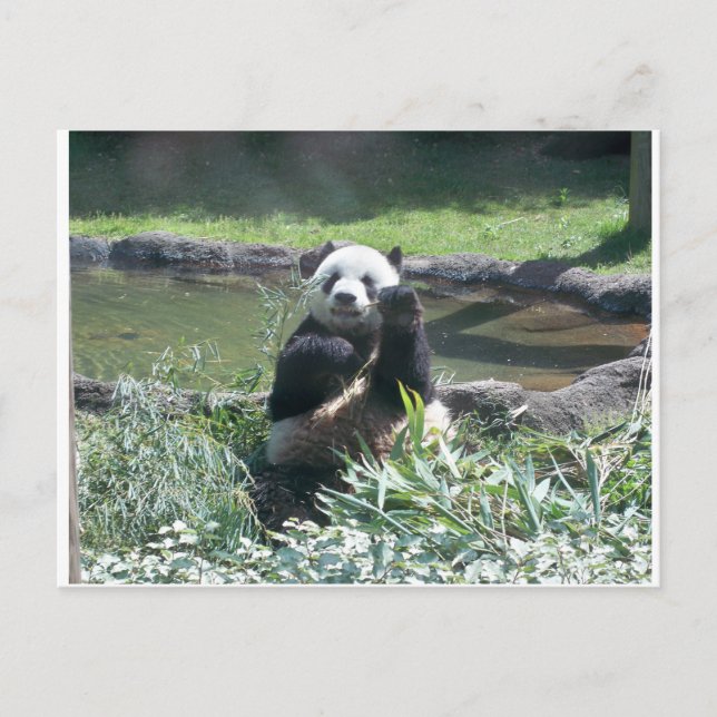 Panda Bear Memphis Zoo Postcard Vykort (Framsida)