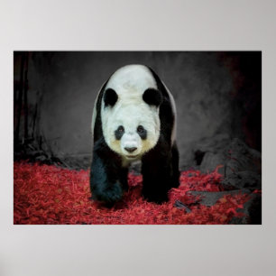 Panda Bear Poster