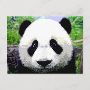 Panda Bear Vykort