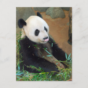 Panda Bear Vykort