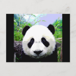 Panda Bear Vykort