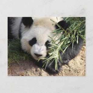 Panda Bear @ Zoo Atlanta Vykort