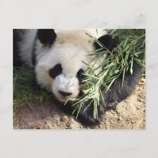 Panda Bear @ Zoo Atlanta Vykort